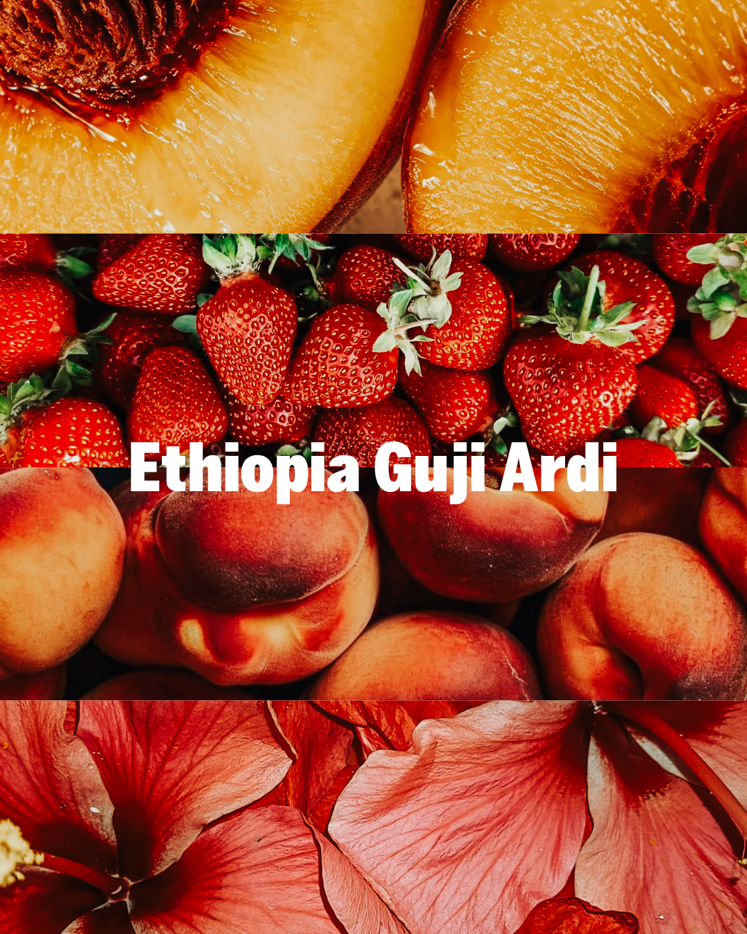 Ethiopia Guji Ardi
