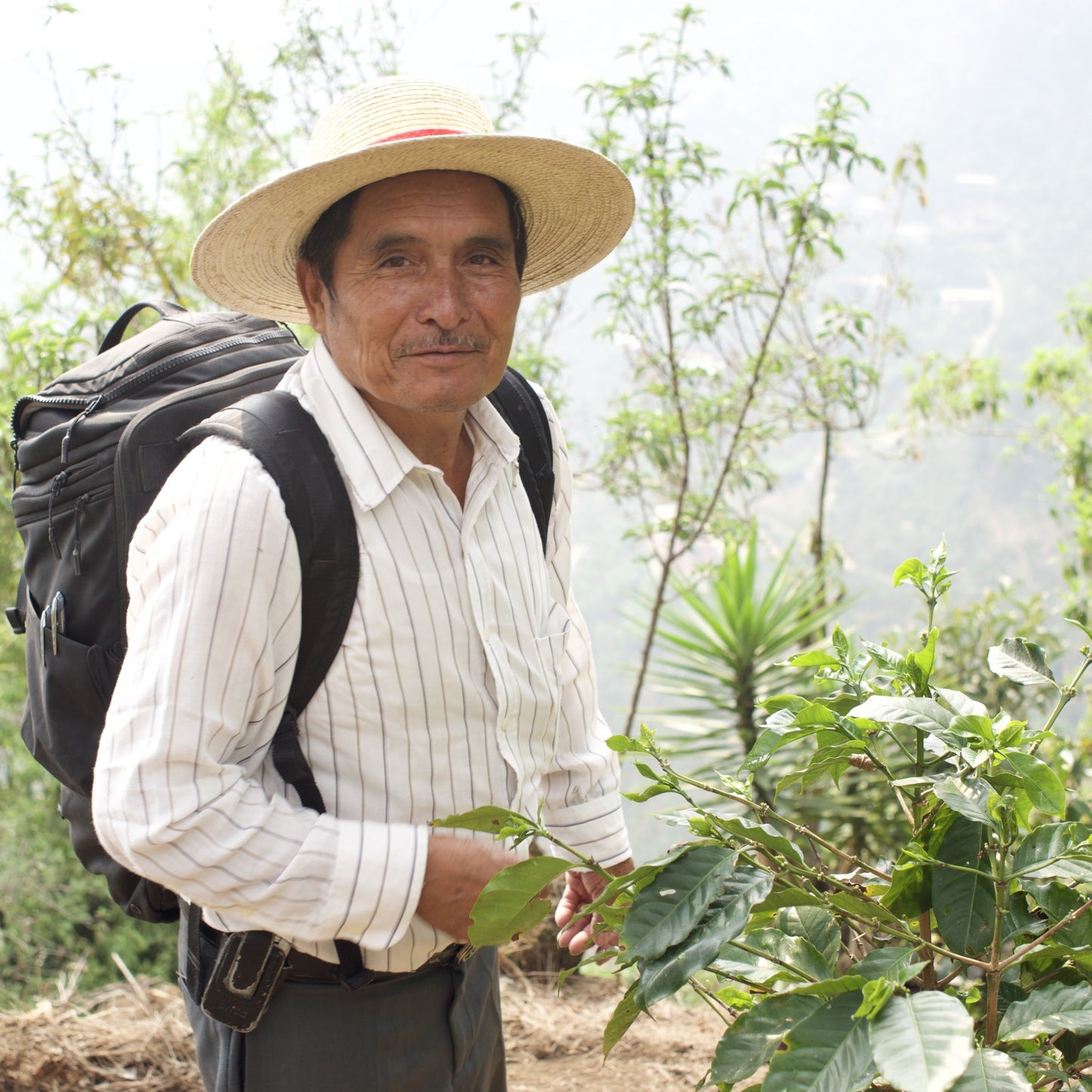 Guatemala Los Dos Socios